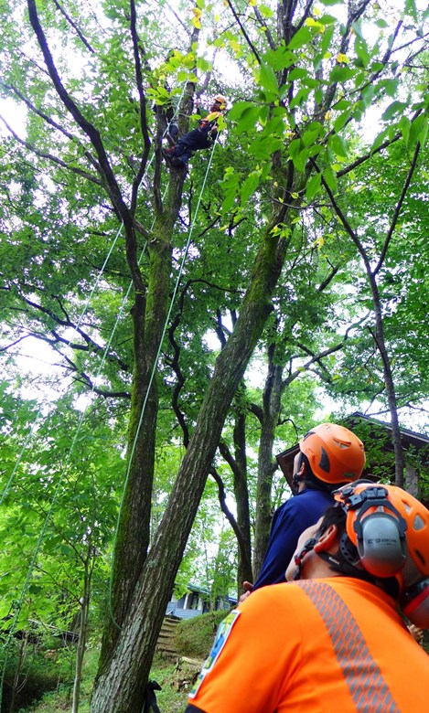 アーボリストへの道2 LIGHT PRUNING AND RIGGING BAT-2 : 岐阜