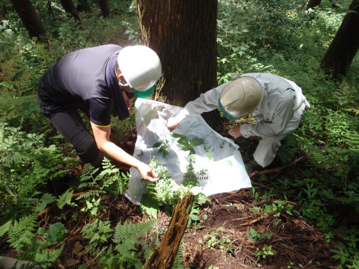 草の種類数、低い木の種類数調査