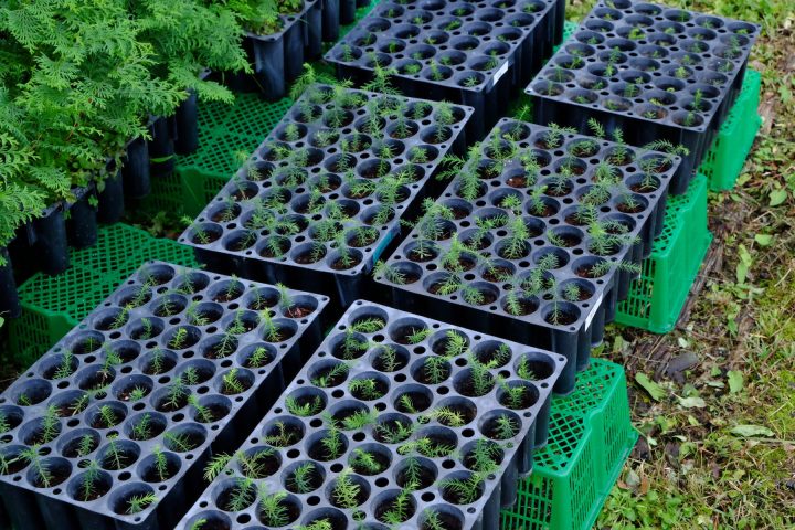 教員リレーエッセイ2 造林用の苗作りの二つの大きな流れ 岐阜県立森林文化アカデミー 教員リレーエッセイ2 造林用の苗作りの二つの大きな流れ 岐阜県立森林文化アカデミー