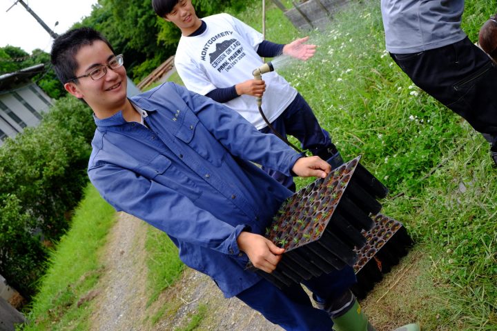 完成したコンテナ苗