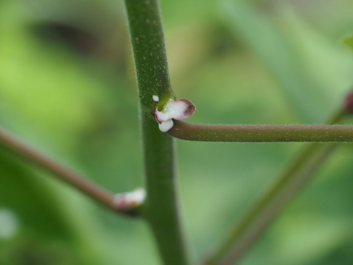 脇芽の跡から白い樹液が出る