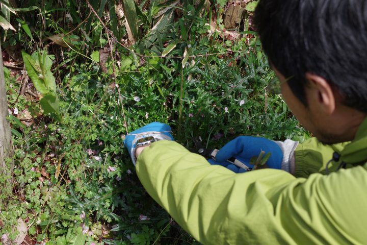 アザミ類の新芽の採取