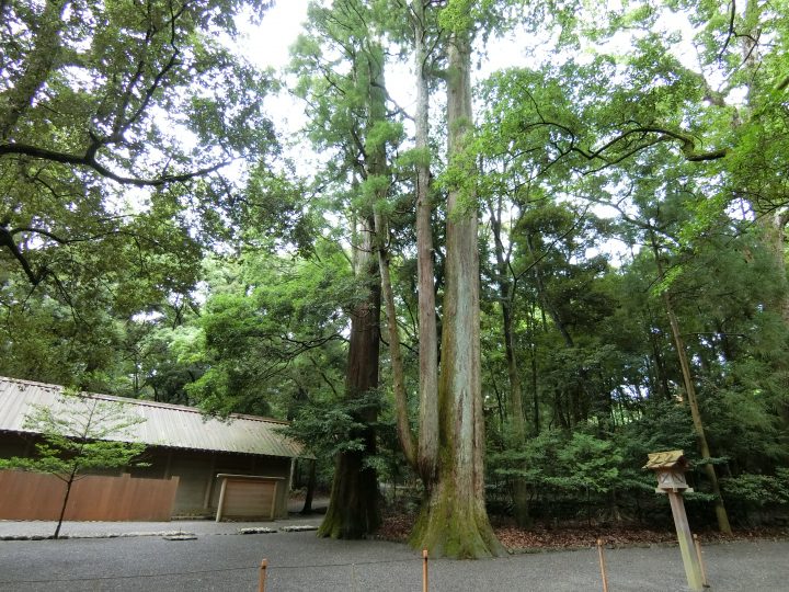 建物とスギの木