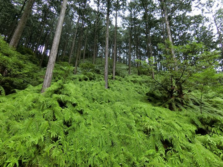 ウラジロが生えるヒノキ林