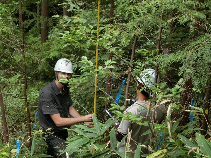 ヒノキ植栽木の樹高を調査