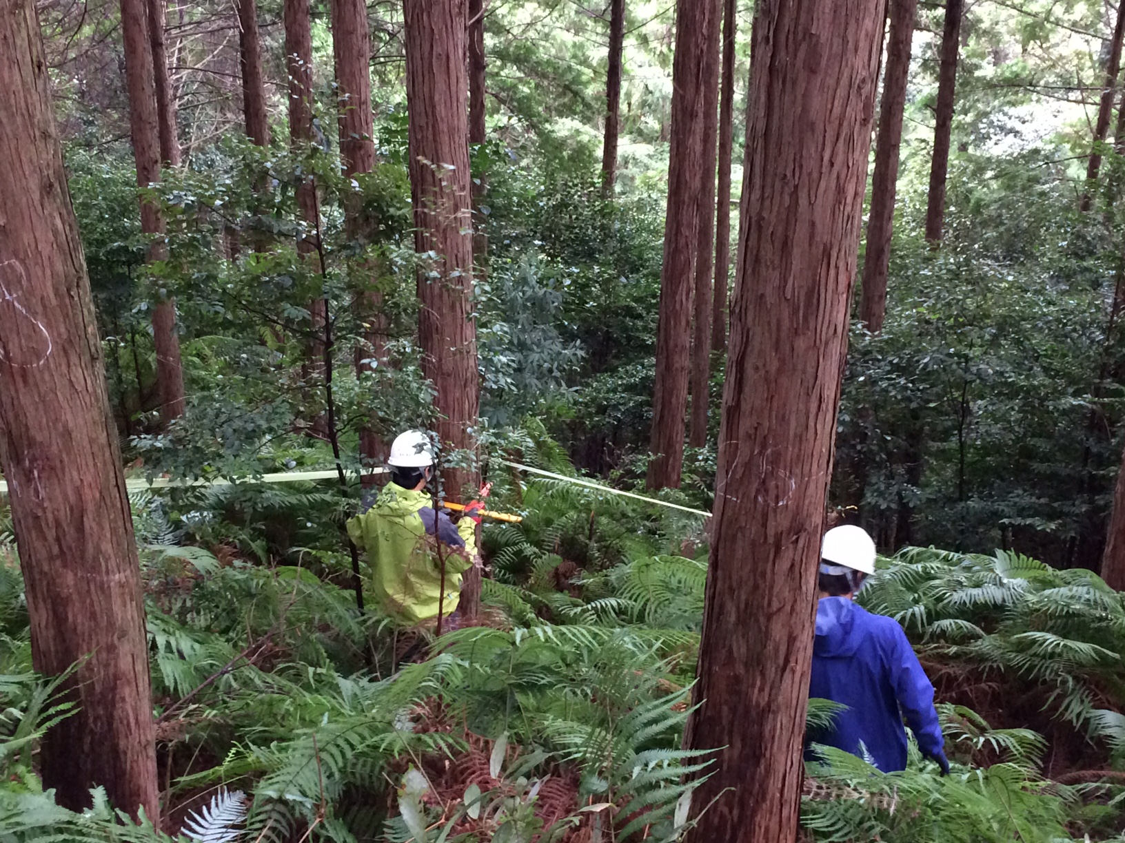 林の蓄積量はどれくらい？ エンジニア科１年生「測樹」 : 岐阜県立森林文化アカデミー