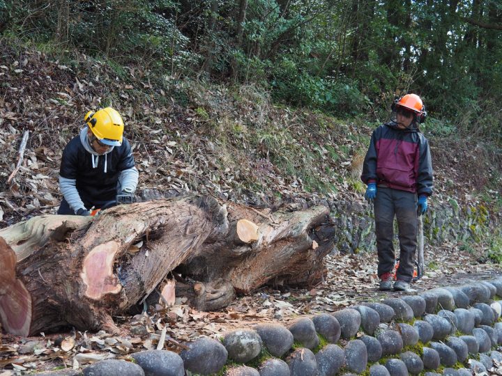 伐採されたイブキ