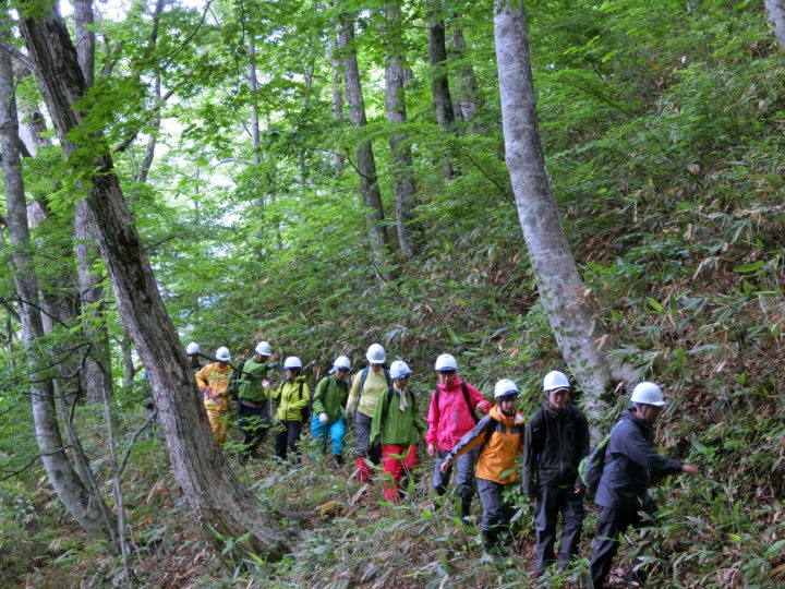 広葉樹林を見学