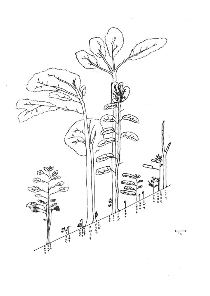 植生断面図清書