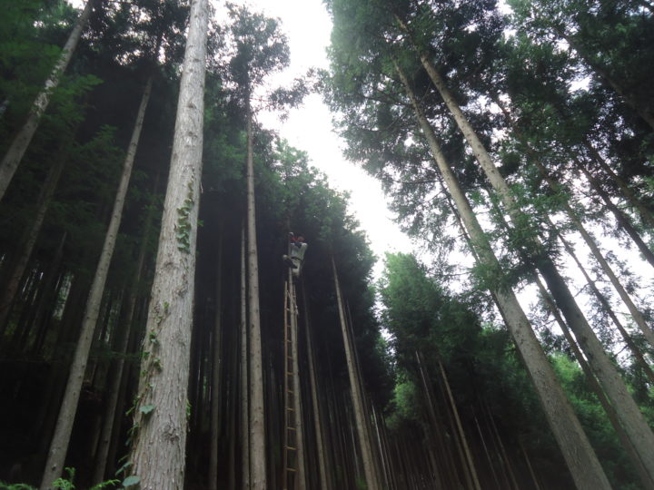 枝打ち見学