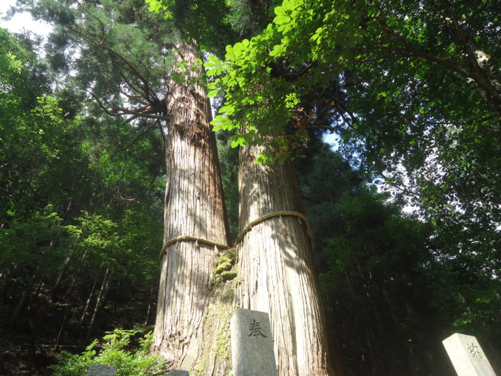 樹高日本一のスギ