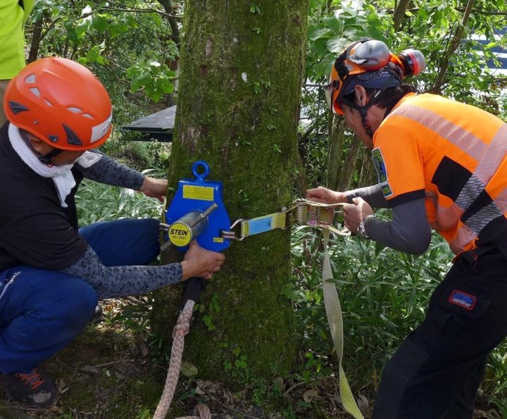 Basic Arborist Training 3 A（BAT-3A）樹上作業のための専門技術者 