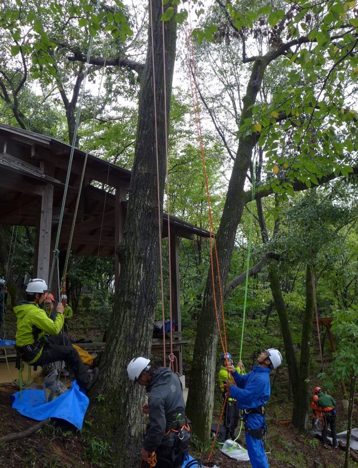 Basic Arborist Training-1（BAT-1）安全な樹上作業のための専門技術者 