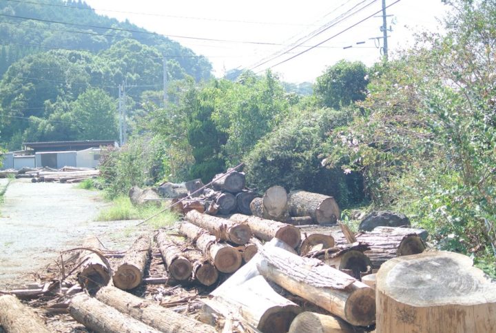 土場の脇に積まれた広葉樹