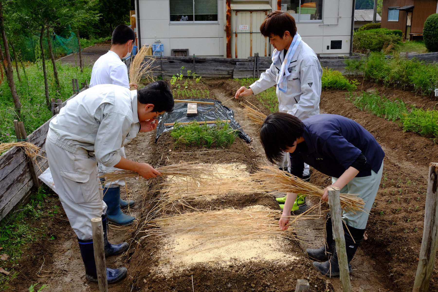 林木育種学 (現代の林学 (5)) 71WJdh+0XFL.jpg