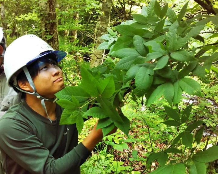 森林植物同定実習２ で冷温帯樹木を学ぶ 岐阜県立森林文化アカデミー