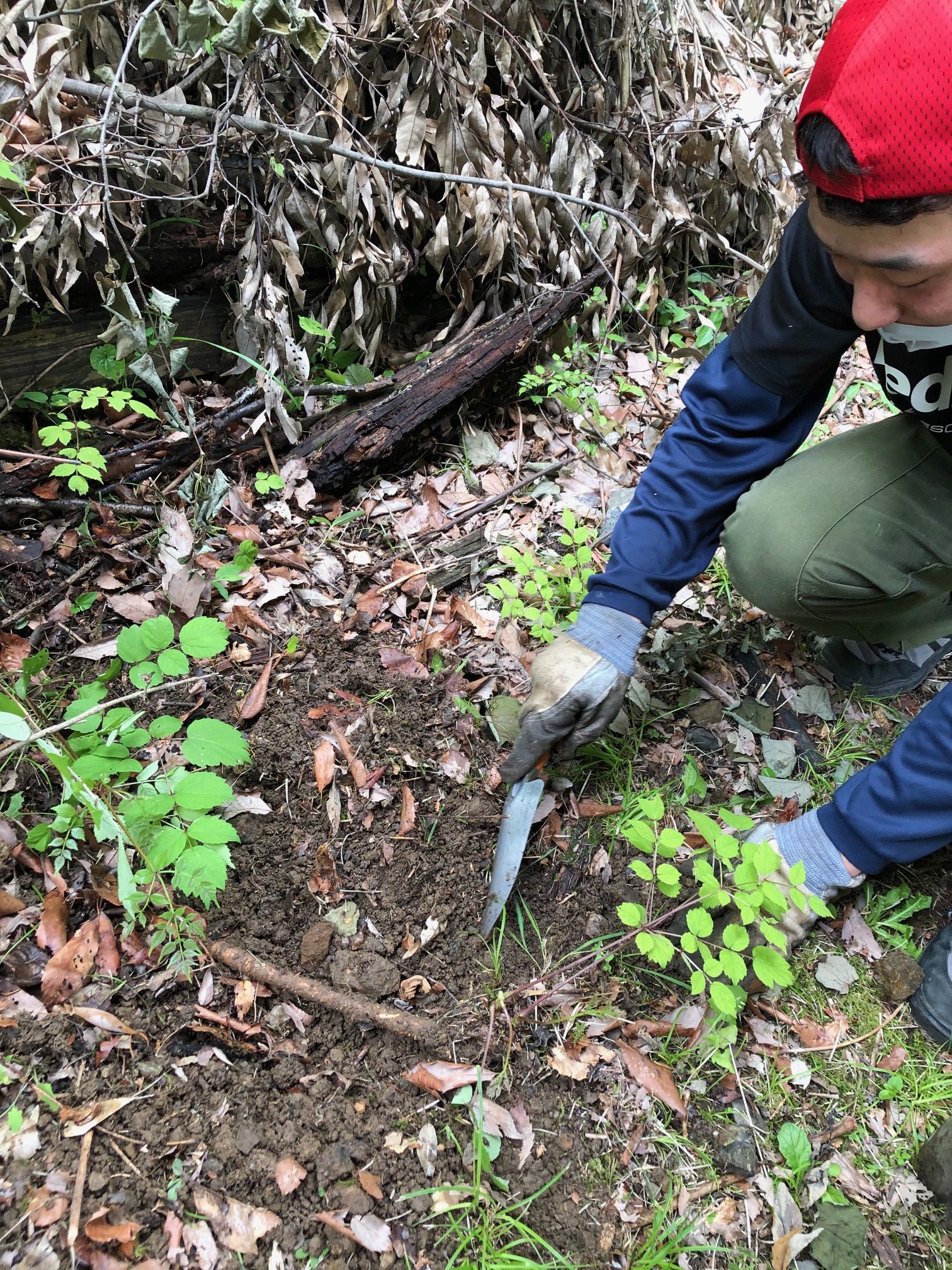 Cr2年「有用植物実習(山菜・薬草)」でタラノキ、こごみの生態と増殖について学ぶ。 : 岐阜県立森林文化アカデミー Cr2年「有用植物実習(山菜・薬草)」でタラノキ、こごみの生態と増殖について学ぶ。 : 岐阜県立森林文化アカデミー