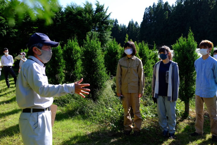 ミニチュア採種園の様子。樹高が1.5m程度に抑えられて作業がしやすくなっています。