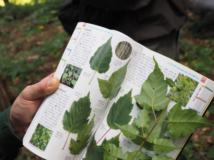 植物図鑑とウリカエデの葉