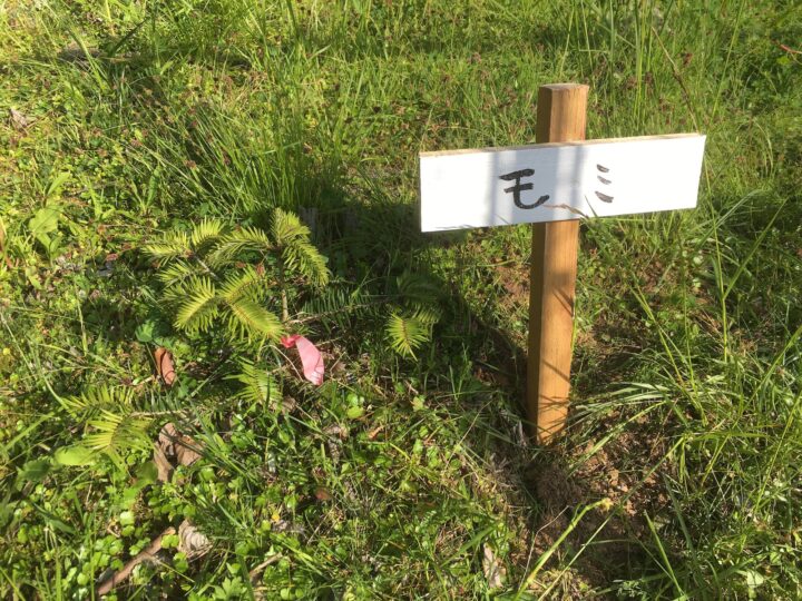 学内に植栽した樹木に看板を立てた