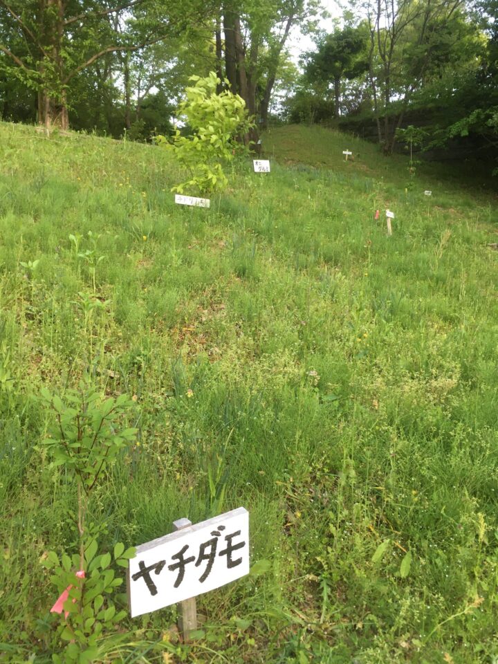 学内に植栽した樹木に看板を立てた