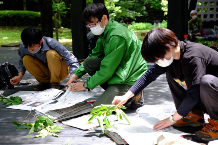 樹木同定実習で標本を作成している様子