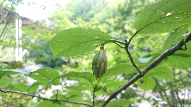 大山蓮華