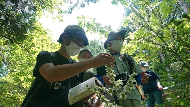 バイケイソウを見ている様子