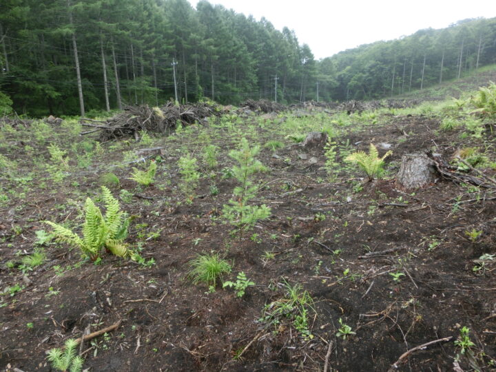 令和２年の植栽写真