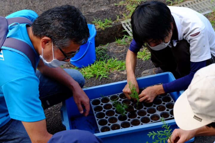 苗を移植している様子1