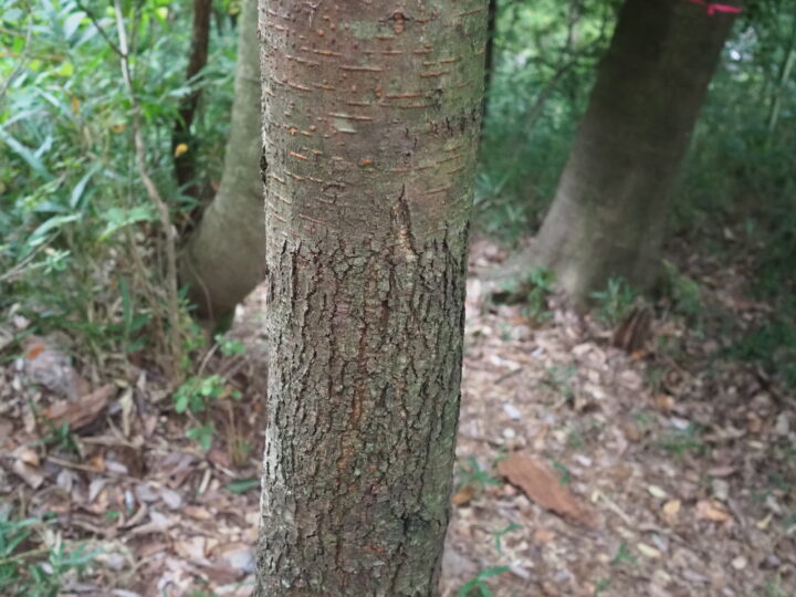 ウワミズザクラの樹皮