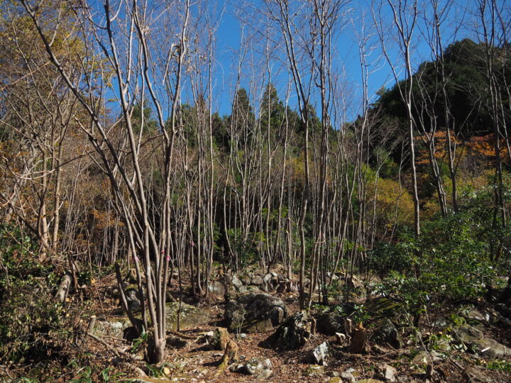 シカ柵設置区域