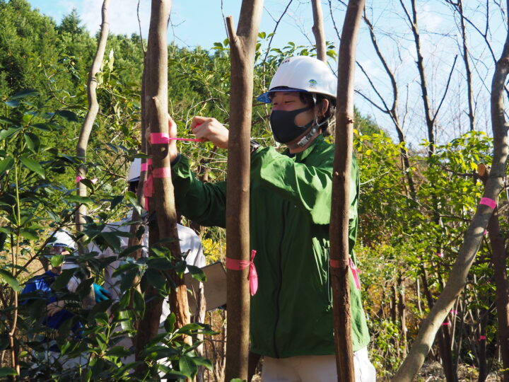 適寸のエゴノキにテープを巻く