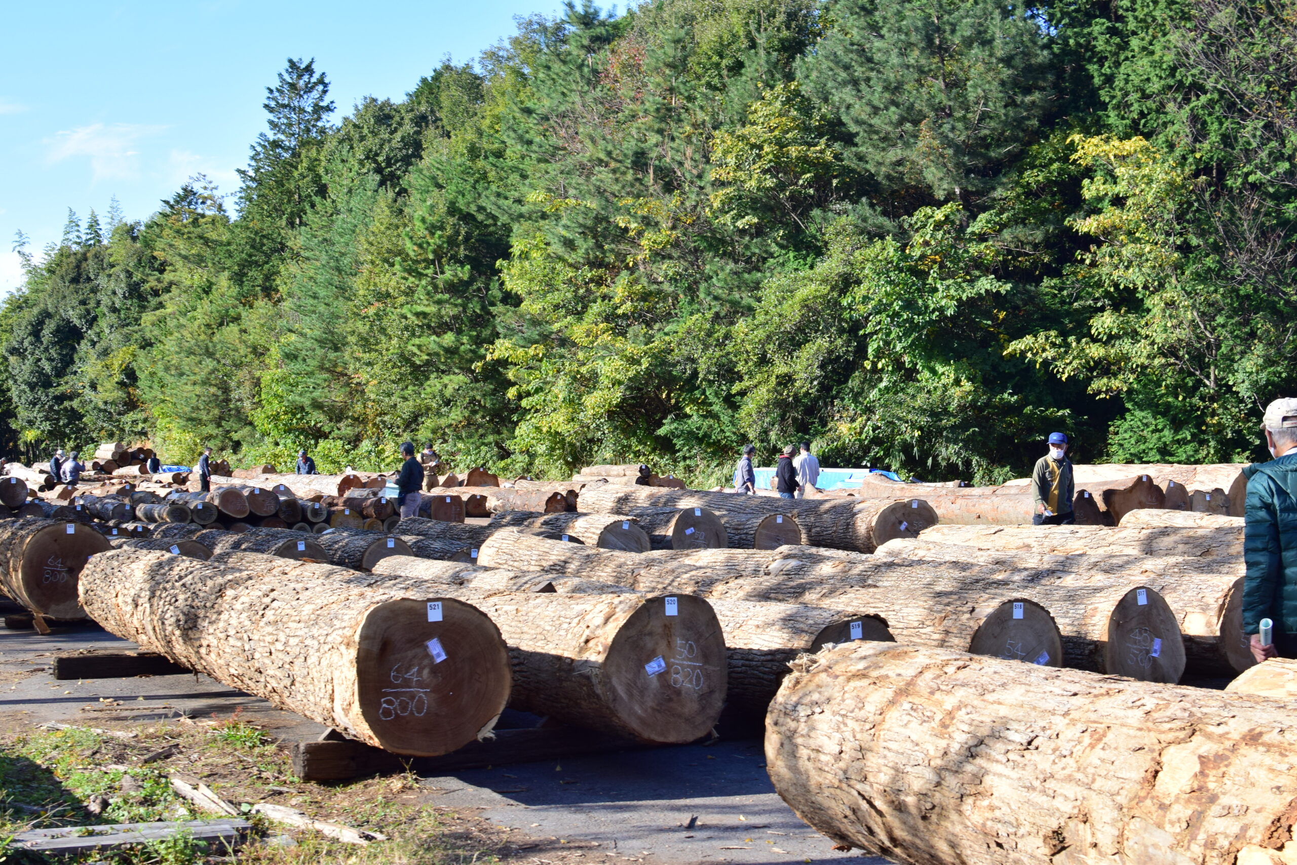 楢木(ナラ)原木 1立米 北広島