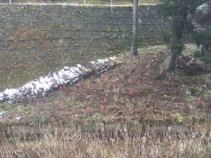 学内に植栽したウツギ