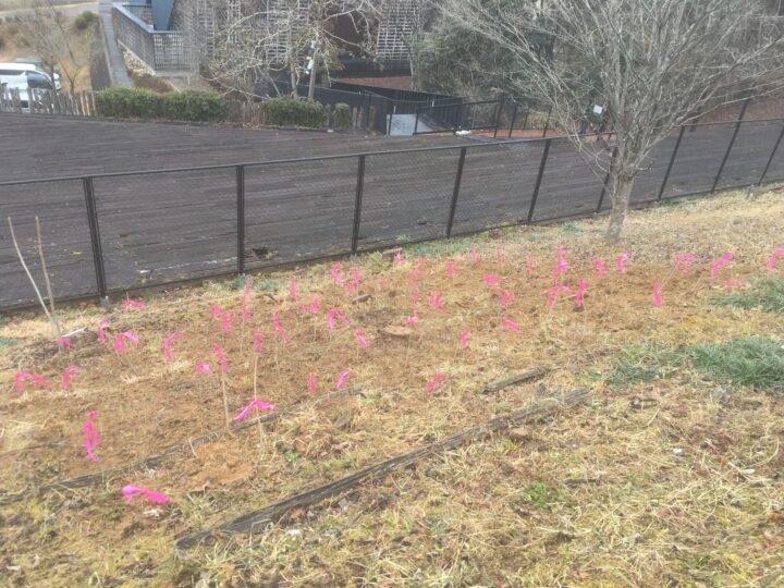 学内に植栽したオニグルミ