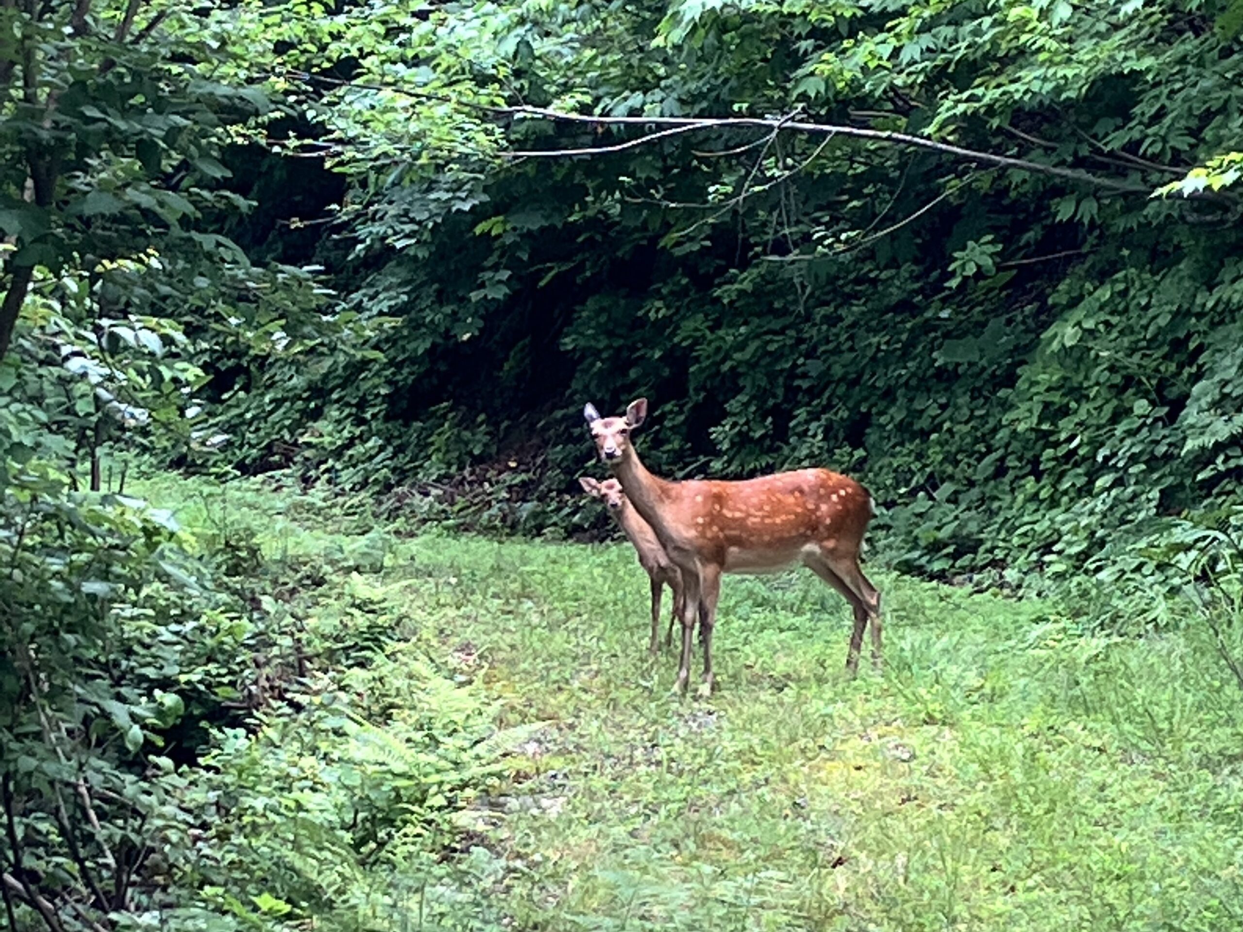 可愛いだけでは済まない どうぶつと森～ : 岐阜県立森林文化アカデミー