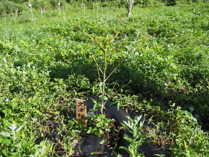 私（教員・久津輪）が5月に植樹した漆の苗。ずいぶんシカに食べられたけど、まだ生きています！