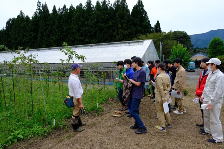 名桜樹の接木苗