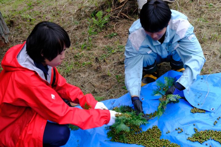 ヒノキの枝から球果を外している様子