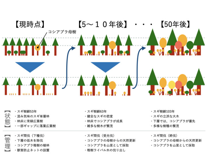 コシアブラの森の管理の図