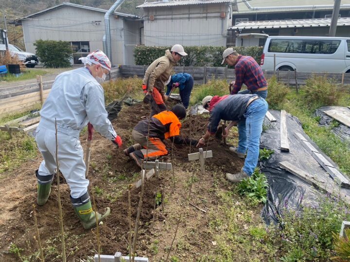 苗木の掘り取り作業