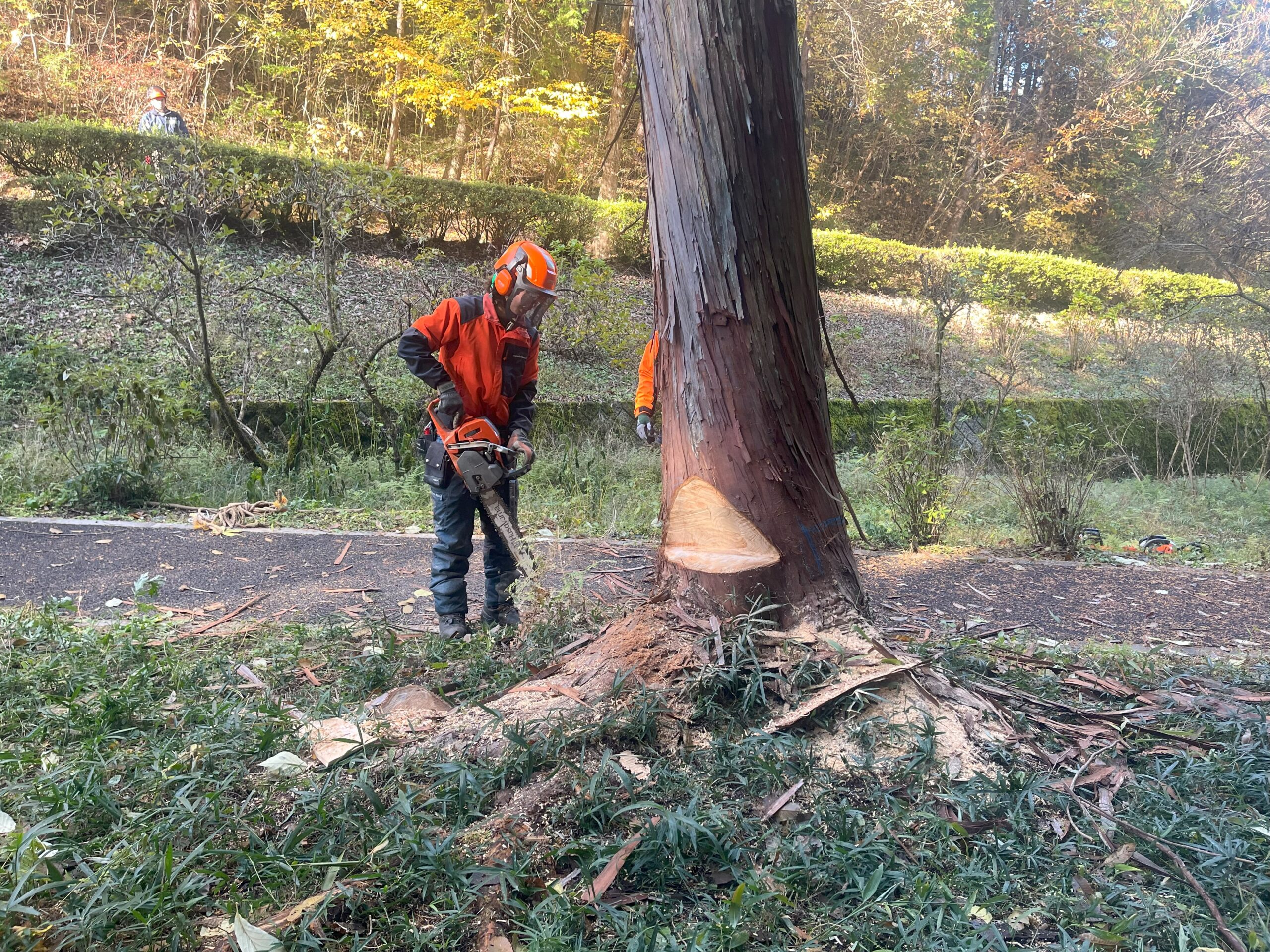 伐木造材実習！伐採の基本を学びます！ : 岐阜県立森林文化アカデミー