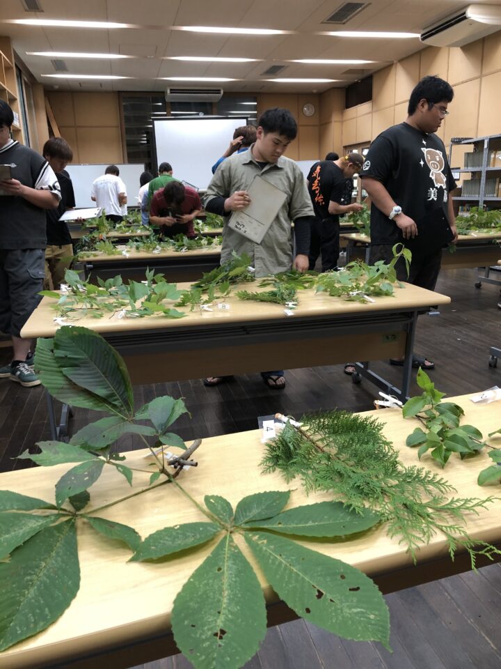樹木同定の様子