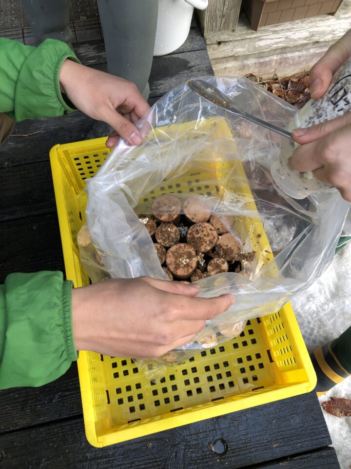 ヒラタケ植菌の様子