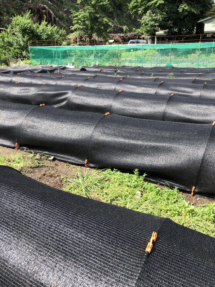 伏せ込み後、寒冷紗をかけたところ