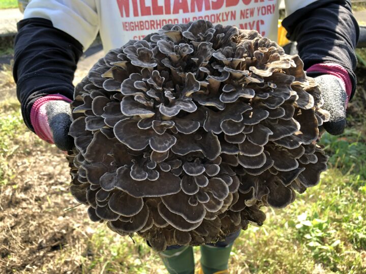 マイタケ収穫の様子