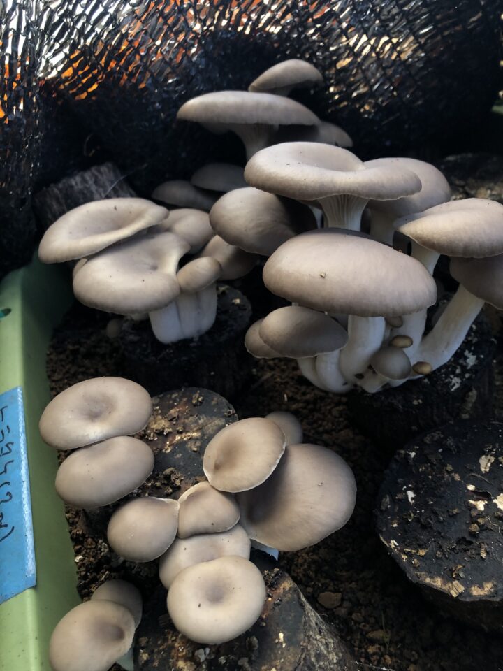 ヒラタケの写真