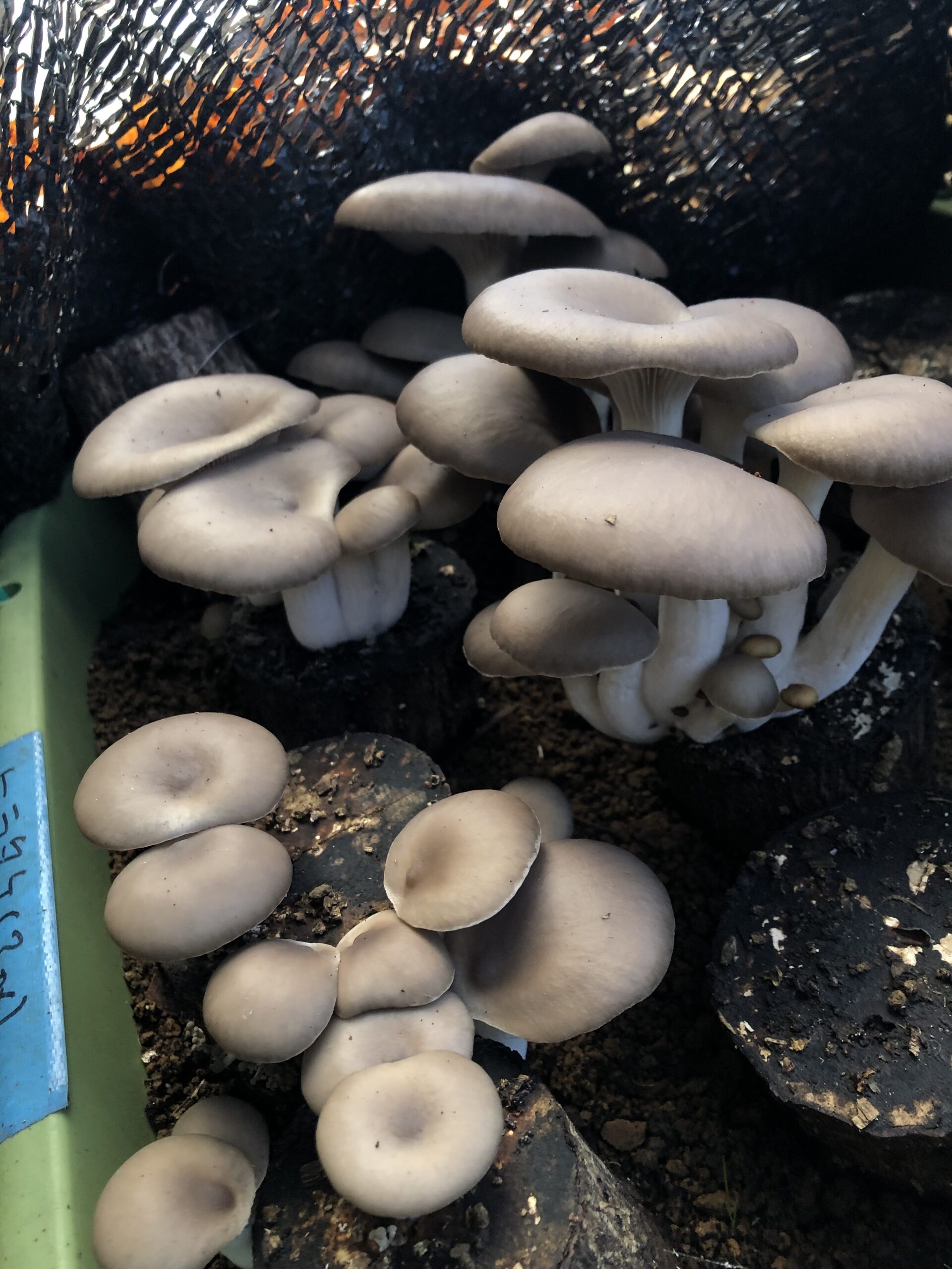 栽培きのこについて学ぶ〜「特用林産物実習（春夏編）＆同（秋冬編