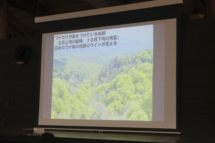 北限のブナ林がラインになって見える
